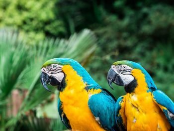 English Grammar Singular and Plural Noun Usage