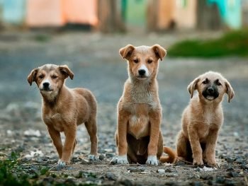 dogs countable nouns